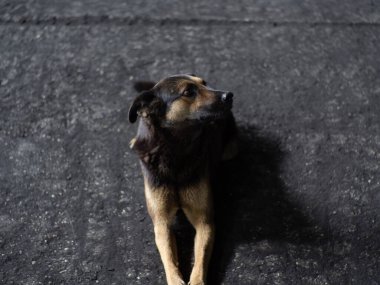 Köpek - üzgün, gri asfalt yolda gün boyunca uzanıyor, kahverengi ve turuncu renkli, melez köpek