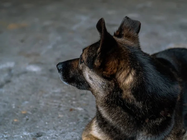 Cão Triste Deitado Estrada Asfalto Volta Durante Dia Coloração Marrom — Fotografia de Stock