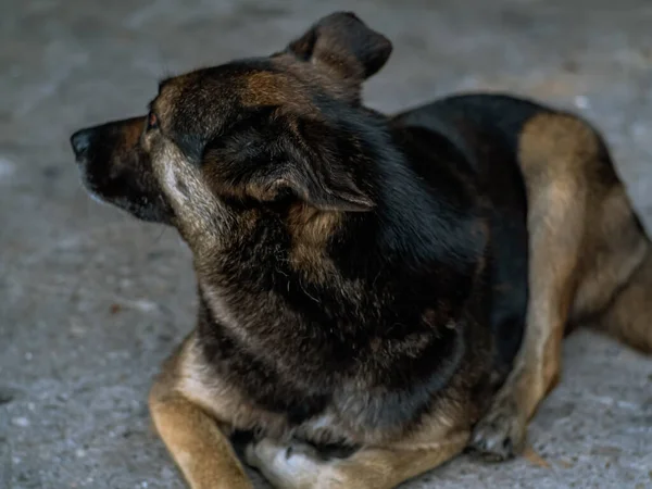 Hond Verdrietig Liggend Asfaltweg Gedurende Dag Bruin Oranje Kleuring Bastaard — Stockfoto