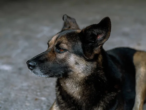 Hund Ledsen Ligger Asfaltvägen Dagen Brun Och Orange Färg Blandras — Stockfoto