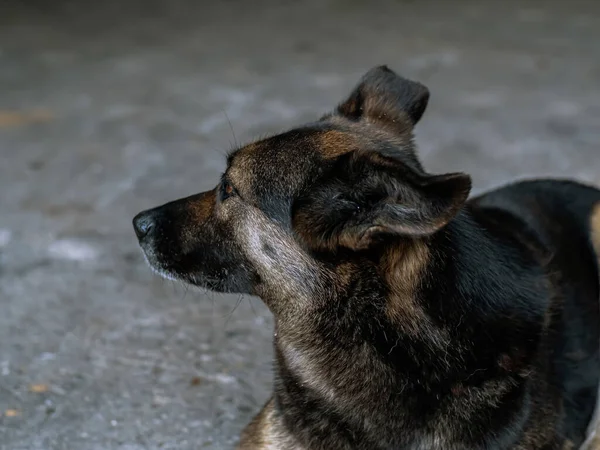 Köpek Üzgün Gri Arka Asfalt Yolda Gün Boyunca Yatıyor Kahverengi — Stok fotoğraf