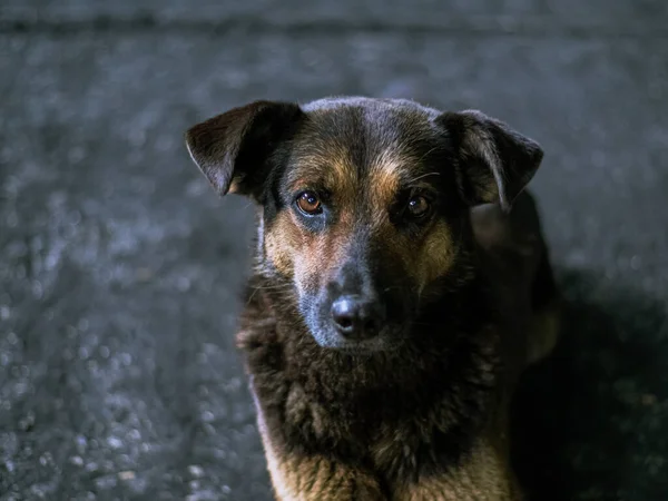 Hond Verdrietig Liggend Grijs Asfalt Weg Gedurende Dag Bruin Oranje — Stockfoto