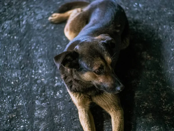 Hond Triest Liggend Grijs Asfalt Weg Gedurende Dag Bruin Oranje — Stockfoto