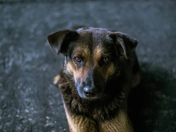 Cão Triste Deitado Estrada Asfalto Cinza Durante Dia Coloração Marrom — Fotografia de Stock