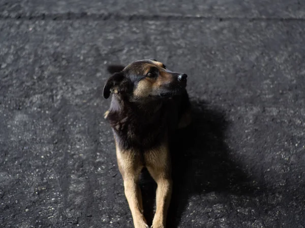 悲哀的小狗 白天躺在灰蒙蒙的柏油路上 棕色和橙色 泥巴色的小狗 — 图库照片