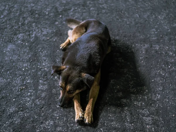 Köpek - üzgün, gri asfalt yolda gün boyunca yatıyor, kahverengi ve turuncu renkli, melez köpek