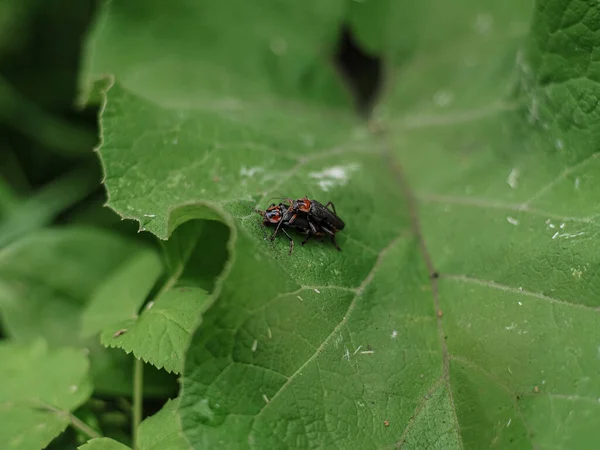 Par Hermosos Escarabajos Escarlata Rojos Apareándose Sobre Hojas Verdes Plantas — Foto de Stock