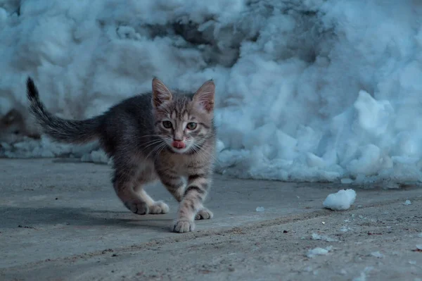 Vacker Grå Tabby Liten Kattunge Med Utskjutande Tunga Promenader Och — Stockfoto