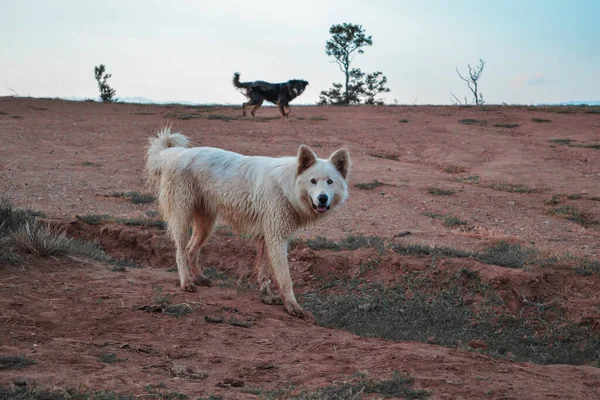 Twee Prachtige Honden Wit Pluizig Zwart Tegen Achtergrond Van Een — Stockfoto