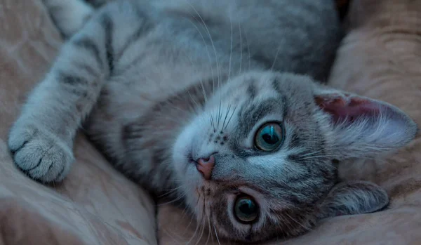 Vacker Grå Randig Fluffig Kattunge Med Vackra Ögon Vilar Mjuk — Stockfoto