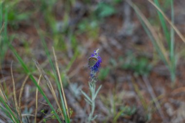 Güzel benekli turuncu kahverengi kelebek yeşil çimenlerin arka planında, menekşe çiçeğinin üzerinde oturur.