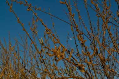 orange red fluffy twigs of pussy willow on tree in the light of sunset, against blue sky with a moon in spring in April
