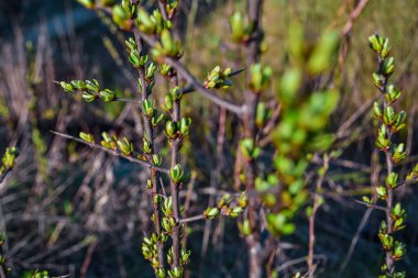 Yapraklı yeşil tomurcuklar filizlenen bir çalı bitkisinin kahverengi dalları ve güneşin ışığında bahar doğasının arka planına karşı uzun ve keskin dikenler.