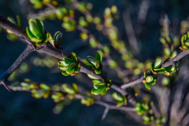 Tomurcukları tomurcuklanmış bir çalılığın dalları yaprakları ve uzun keskin dikenleri olan yeşil filizler, güneşin ışığında bahar doğasının arka planı.