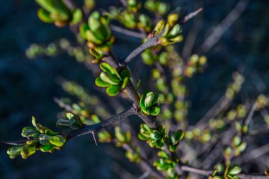 Tomurcukları tomurcuklanmış bir çalılığın dalları yapraklı yeşil filizler ve güneşin ışığında bahar doğasının arka planına karşı uzun keskin dikenler