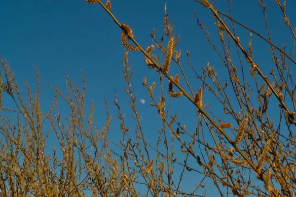 Помаранчеві Пухнасті Гілки Кицька Верби Дереві Світлі Заходу Сонця Проти — стокове фото