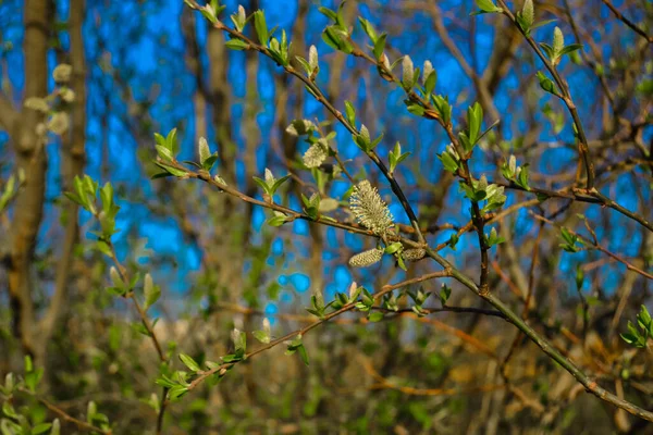 Green Fluffy Twigs Pussy Willow Tree Light Sunset Blue Sky — Stock Fotó