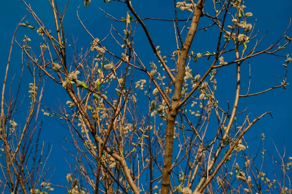 Orange Fluffy Twigs Pussy Willow Tree Light Sunset Blue Sky — Zdjęcie stockowe