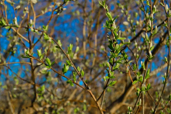 Orange Green Fluffy Twigs Pussy Willow Tree Light Sunset Blue — Stock Photo, Image