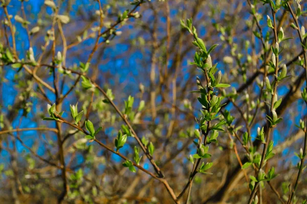 Green Fluffy Twigs Pussy Willow Tree Light Sunset Blue Sky — Zdjęcie stockowe