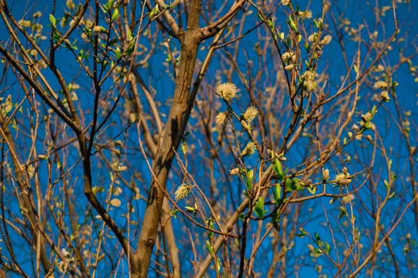 Зелені Апельсинові Пухнасті Гілки Кицька Верби Дереві Світлі Заходу Сонця — стокове фото