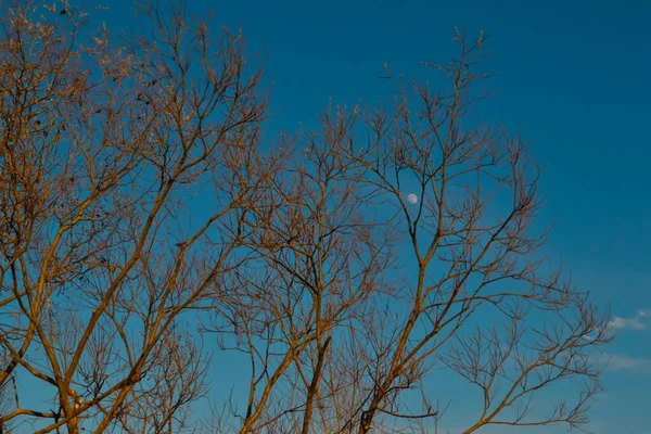 Червоні Апельсинові Пухнасті Гілки Кицька Верби Деревах Світлі Заходу Сонця — стокове фото