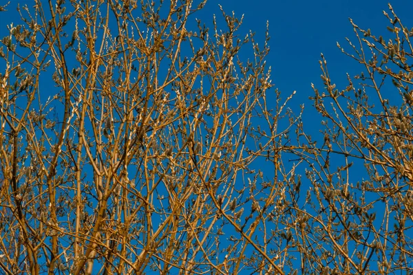 Red Orange Fluffy Twigs Pussy Willow Trees Light Sunset Blue — Fotografia de Stock