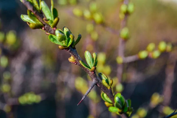 Brown Branches Bush Plant Buds Green Sprouts Leaves Long Sharp — Stock Photo, Image
