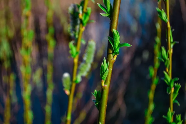 Green Fluffy Branches Pussy Willow Buds Background Blue River Light — ストック写真