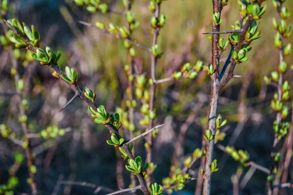 Braune Zweige Einer Buschpflanze Mit Knospen Grüne Triebe Mit Blättern — Stockfoto