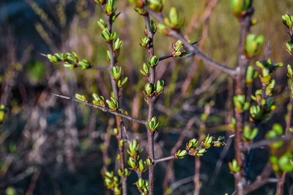 Brown Branches Bush Plant Green Buds Sprouts Leaves Long Sharp — Stock Photo, Image