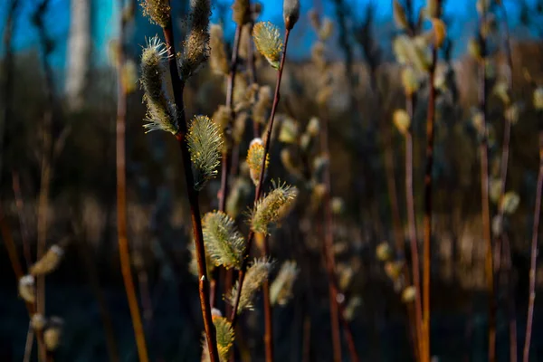 Branches Saule Pelucheuses Avec Des Bourgeons Sur Fond Nature Printanière — Photo