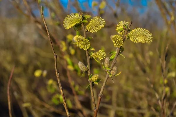 Green Fluffy Willow Branches Buds Background Spring Nature Light Sun — Stock Photo, Image