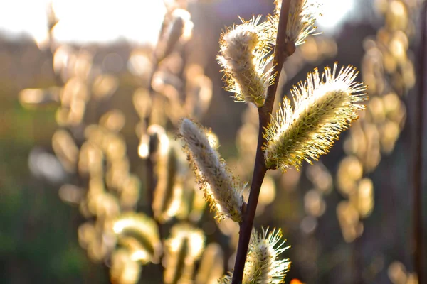 Fluffy Willow Branches Buds Background Spring Nature Light Sunset Sun — Stock Photo, Image