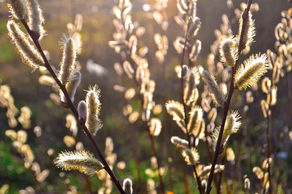 Fluffy Willow Branches Buds Background Spring Nature Light Sunset Sun — Stock Photo, Image