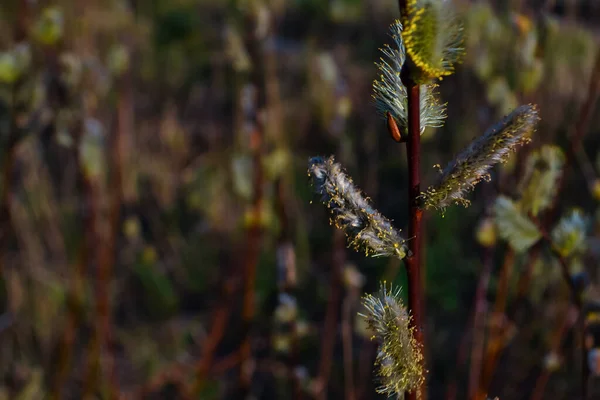 Botões Fofos Ramos Salgueiro Fundo Natureza Primavera Luz Sol Pôr — Fotografia de Stock