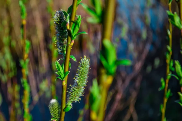 Green Fluffy Branches Pussy Willow Buds Background Blue River Light — Stock Photo, Image