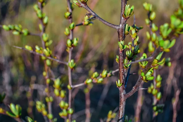 Barna Ágak Egy Bokor Növény Rügyek Zöld Hajtások Levelek Hosszú — Stock Fotó