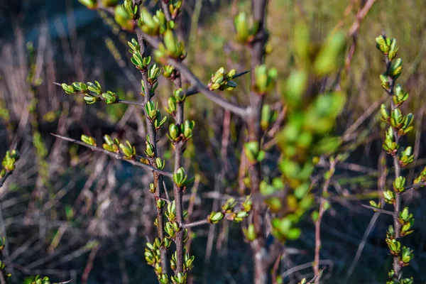 Yapraklı yeşil tomurcuklar filizlenen bir çalı bitkisinin kahverengi dalları ve güneşin ışığında bahar doğasının arka planına karşı uzun ve keskin dikenler.