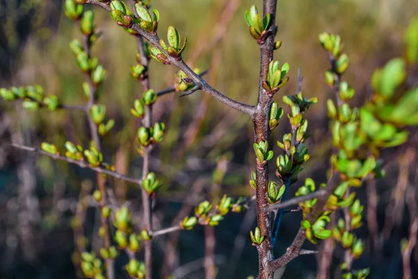 Barna Ágak Egy Bokor Növény Zöld Rügyek Csírák Levelek Hosszú — Stock Fotó