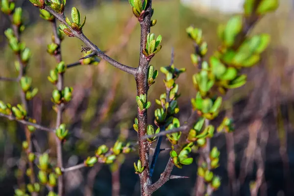 Barna Ágak Egy Bokor Növény Zöld Rügyek Csírák Levelek Hosszú — Stock Fotó