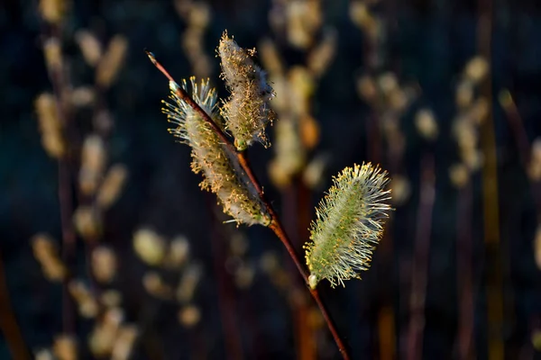 Fluffy Willow Branches Buds Background Spring Nature Light Sun — Stock Photo, Image