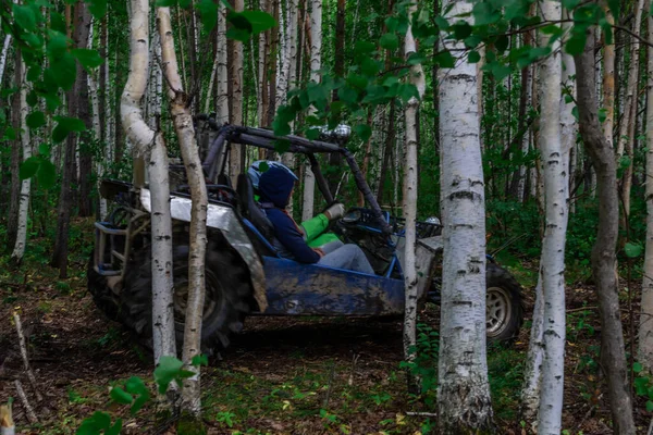 Voiture Dans Bosquet Bouleau Vert Avec Des Troncs Blancs Avec — Photo