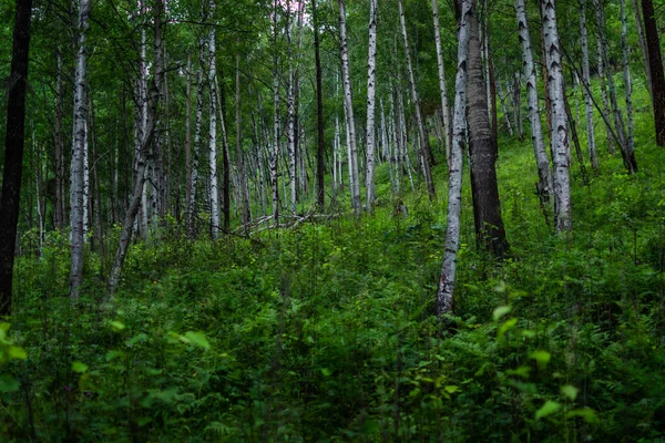 Birkenwald Viele Weiße Baumstämme Mit Schwarzen Streifen Und Mustern Und — Stockfoto