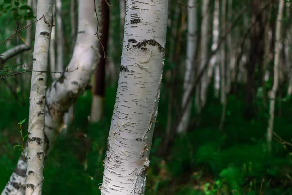 Yeşil Orman Çalılıklarda Siyah Çizgili Beyaz Huş Gövdeleri — Stok fotoğraf