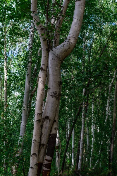 Yeşil Çalılıklarda Siyah Çizgili Beyaz Huş Gövdeleri Orman — Stok fotoğraf