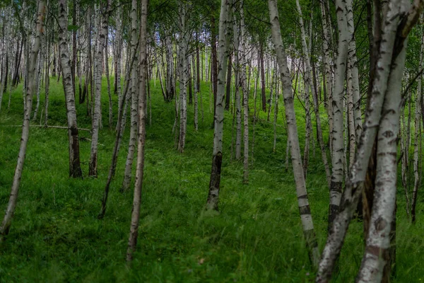 Березовий Ліс Багато Білих Стовбурів Дерев Чорними Смугами Візерунками Зеленим — стокове фото
