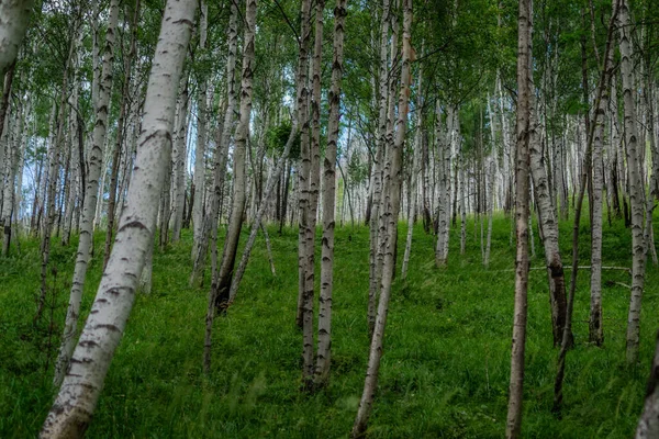 Березовий Ліс Багато Білих Стовбурів Дерев Чорними Смугами Візерунками Листям — стокове фото