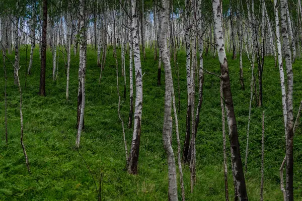 Birkenwald Viele Weiße Baumstämme Mit Schwarzen Streifen Und Mustern Und — Stockfoto