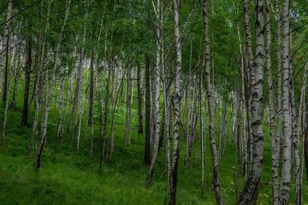 Floresta Bétula Muitos Troncos Árvore Branca Com Listras Padrões Pretos — Fotografia de Stock